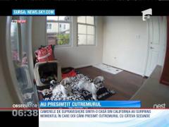 Câinii pot mirosi şi cutremurele. Iată dovada!