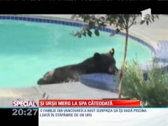 Special! Și urșii merg la spa cateodată