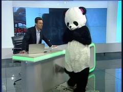 Un urs panda în direct la Mircea Badea!