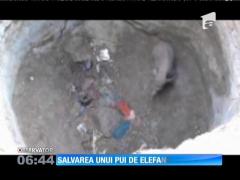 Salvare emoţionantă a unui pui de elefant