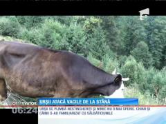 Urşii atacă vacile de la stână