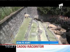 Crăciunul a venit cu patru luni mai devreme pentru urşii polari de la o grădină zoo din Cehia