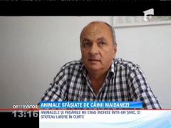 Maidanezii au dat iama într-o gospodărie din Curtea de Argeş