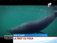 Video! O focă deosebit de prietenoasă
