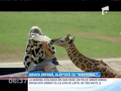Un pui de girafă orfan, alăptat cu biberonul
