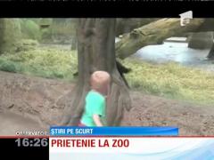 Prietenie neaşteptată între un pui de gorilă și un copil