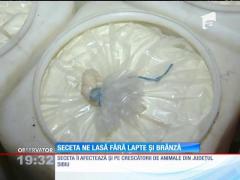 Seceta ne lasă fără lapte și brânză