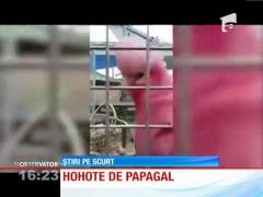 Un papagal, vedetă pe internet pentru că râde isteric