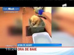 Un cățel la ora de baie