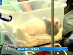 Un pui de panda, mascota grădini zoologice din China