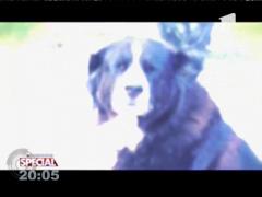 SPECIAL! Dieta pentru câinii dolofani