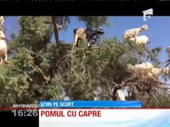 Video FUNNY! Arganul, copacul în care "cresc" capre