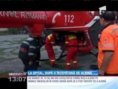 Un brăilean a ajuns la spital, după o înţepătură de albină