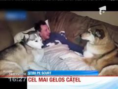 Video amuzant! El este cel mai gelos căţel