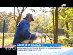 Barza rătăcită în Argeş, venită tocmai din Polonia, şi-a luat din nou zborul