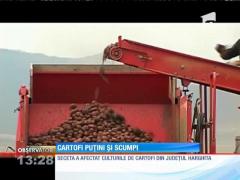 Seceta face ravagii în judeţul Harghita. Care sunt culturile cele mai afectate