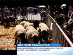 Observator de weekend