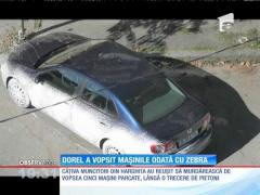 Dorel a lovit din nou! Au vrut să vopsească zebra şi au transformat maşinile în dalmaţieni