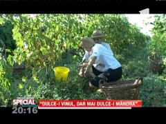 SPECIAL! Culesul viilor