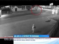 Un urs a trecut în fugă pe lângă doi agenţi de pază, pe o stradă din Suceva