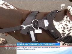 S-a invetat centura de siguranţă pentru patrupede