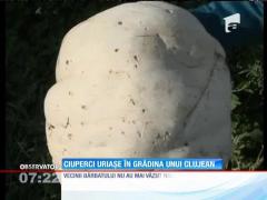Un clujean are ciuperci în grădină cât să hrănească un sat întreg. Cum a fost posibil