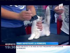 Pisici din peste 27 de rase au fost prezentate la expoziția de la Romexpo