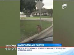 O maimuţă, inamicul public numărul unu într-un orăşel din Florida