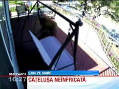 Trei urși au fost puși pe fugă de un câine de talie mică. Cum a fost posibil!