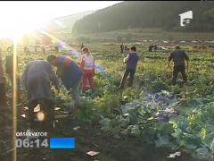 Festivalul tăierii verzei a avut loc în Harghita