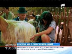 La ”Poftiţi de vă iubiţi” vedetele mulg capre pentru o nuntă