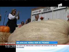 Dovleacul de aproape o tonă a fost premiat