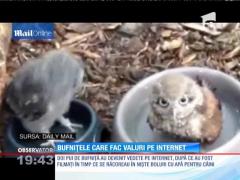 Puii de bufniţă care fac valuri în castronul de apă al unui câine