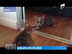 Cățelușul și dublura din oglindă