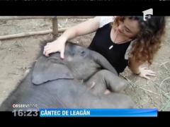 Elefant adormit ca un bebeluș
