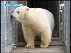 Trei imigranţi au dat nas în nas cu un urs polar, în timp ce încercau să ajungă în Marea Britanie