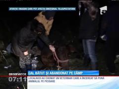Un stăpân fără suflet şi-a abandonat calul într-o comună din Ilfov