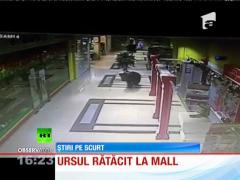 Urs rătăcit în mall!