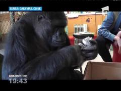 Momentul când o gorilă adoptă două pisici!