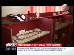 SPECIAL! Când balenele se plimbau peste Carpați