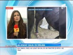 INUMAN! Au târât un cal cu un tractor și apoi l-au rănit cu o drujbă