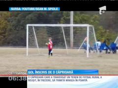 Gol înscris de o căprioară!