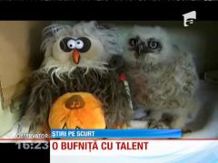 Un pui de bufniţă rămas orfan este pasionată de muzică