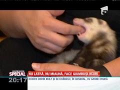 SPECIAL! Cum arată viaţa alături de un dihor