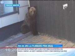 Un pui de urs a ieşit la plimbare prin Braşov