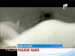 O pasăre atât de rară, încât e considerată dispărută în sălbăticie a venit pe lume la o grădină zoologică din Brazilia