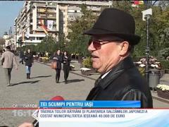 Teii care vor fi plantaţi în centrul Iaşiului vor costa peste 20.400 de euro