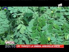 Special! Moringa sau Arborele Vieţii are proprietăți miraculoase