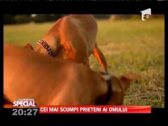 Special! Câinele, cel mai scump prieten al omului