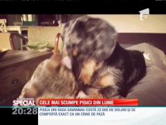 Special! Cele mai scumpe pisici din lume